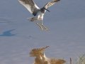 Greater Yellowlegs- Ten Thousand Islands NWR--Marsh Trail & Observation Tower - Collier County, April 26, 2022