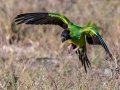 Nanday Parakeet - Fort De Soto Park - Pinellas County, April 21, 2022