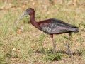 Glossy Ibis - Venice Rookery - Sarasota County, April 23, 2022