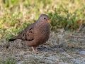 Common Ground Dove- Fort De Soto Park - Pinellas County, April 21, 2022