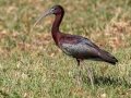 Glossy Ibis - Venice Rookery - Sarasota County, April 23, 2022