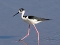 Black-necked Stilt- Ten Thousand Islands NWR--Marsh Trail & Observation Tower - Collier County, April 26, 2022