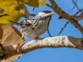 Blackpoll Warbler- Fort De Soto Park - Pinellas County, April 21, 2022