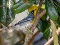 Northern Parula - Brownie Wise Park - Osceola County, April 19, 2022