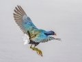 Purple Gallinule- Sweetwater Wetlands Park - Alachua County, April 16, 2022