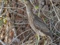 Night Heron - Venice Rookery - Sarasota County, April 23, 2022