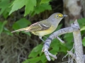 White-eyed Vireo - Brownie Wise Park - Osceola County, April 19, 2022