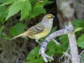 White-eyed Vireo - Brownie Wise Park - Osceola County, April 19, 2022