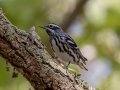 Black-and-white Warbler- Fort De Soto Park - Pinellas County, April 21, 2022