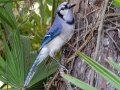 Blue Jay - Venice Rookery - Sarasota County, April 23, 2022