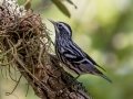 Black-and-white Warbler- Fort De Soto Park - Pinellas County, April 21, 2022