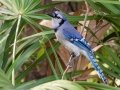 Blue Jay - Venice Rookery - Sarasota County, April 23, 2022