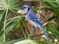 Blue Jay - Venice Rookery - Sarasota County, April 23, 2022