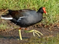 Common Gallinule - Ten Thousand Islands NWR--Marsh Trail & Observation Tower - Collier County, April 26, 2022