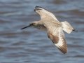 Willet - Bald Point SP - Franklin County, April 15, 2022