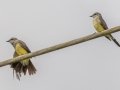 Western Kingbirds - Frog Pond WMA - Lucky Hammock - Miami-Dade County, April 29, 2022