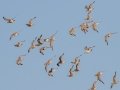 Red Knots- Fort De Soto Park - Pinellas County, April 21, 2022