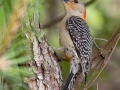 Red-bellied Woodpecker - Paynes Prairie Preserve SP - Wacahoota Trail - Alachua County, April 17, 2022