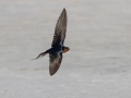 Barn Swallow - Fort De Soto Park - Pinellas County, April 21, 2022