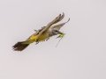 Western Kingbird - Frog Pond WMA - Lucky Hammock - Miami-Dade County, April 29, 2022