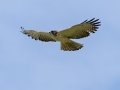 Short-tailed Hawk - Frog Pond WMA - Lucky Hammock - Miami-Dade County, April 29, 2022