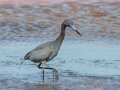 Little Blue Heron - Fort De Soto Park - Pinellas County, April 21, 2022