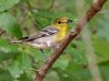 Yellow-throated Vireo - Paynes Prairie Preserve SP - Wacahoota Trail - Alachua County, April 17, 2022