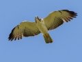 Short-tailed Hawk - Frog Pond WMA - Lucky Hammock - Miami-Dade County, April 29, 2022