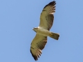 Short-tailed Hawk - Frog Pond WMA - Lucky Hammock - Miami-Dade County, April 29, 2022