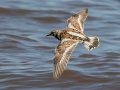 Ruddy Turnstone - Bald Point SP - Franklin County, April 15, 2022