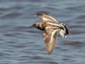 Ruddy Turnstone - Bald Point SP - Franklin County, April 15, 2022