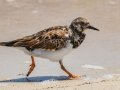 Ruddy Turnstone - Bald Point SP - Franklin County, April 15, 2022