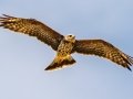 Snail Kite - Harns Marsh - Lee County, April 23, 2022