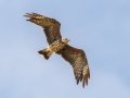 Snail Kite - Harns Marsh - Lee County, April 23, 2022