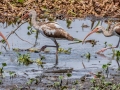 White Ibis (juvenile) - Sweetwater Wetlands Park - Alachua County, April 16, 2022