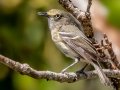 White-eyed Vireo - Ten Thousand Islands NWR--Marsh Trail & Observation Tower - Collier County, April 26, 2022