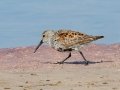 Dunlin - Fort De Soto Park - Pinellas County, April 21, 2022