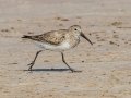 Dunlin - Fort De Soto Park - Pinellas County, April 21, 2022