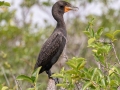 Double-crested Cormorant - Red-shouldered Hawk  - Everglades NP - Anhinga Trail - Miami-Dade County, April 29, 2022