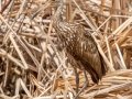 Limpkin - Harns Marsh - Lee County, April 23, 2022