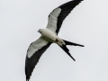 Swallow-tailed Kite - Newnans Lake - Earl P Powers Park - Alachua County, April 17, 2022