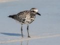 Black-bellied Plover - Fort De Soto Park - Pinellas County, April 21, 2022