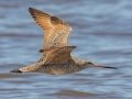 Marbled Godwit - Bald Point SP - Franklin County, April 15, 2022