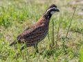 Northern Bobwhite - Joe Overstreet Rd and Landing - Osceola County, April 19, 2022