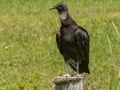 Black Vulture - Sweetwater Wetlands Park - Alachua County, April 16, 2022