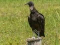 Black Vulture - Sweetwater Wetlands Park - Alachua County, April 16, 2022