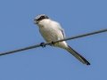 Loggerhead Shrike - Brownie Wise Park - Osceola County, April 19, 2022