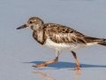 Ruddy Turnstone  - Fort De Soto Park - Pinellas County, April 21, 2022