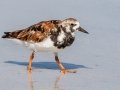 Ruddy Turnstone  - Fort De Soto Park - Pinellas County, April 21, 2022