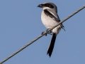 Loggerhead Shrike - Brownie Wise Park - Osceola County, April 19, 2022